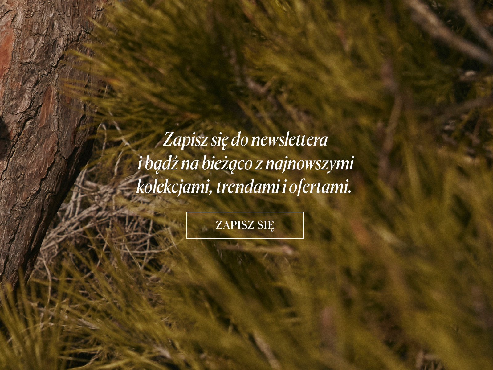 Zbliżenie na iglaste gałęzie i pień drzewa, z nałożonym napisem zachęcającym do zapisu na newsletter.